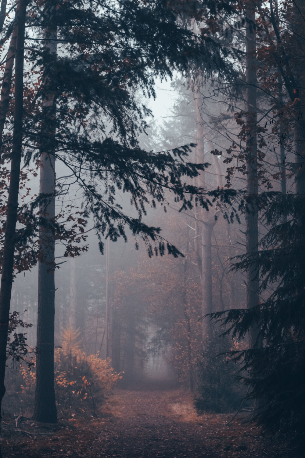 Mist in the forest