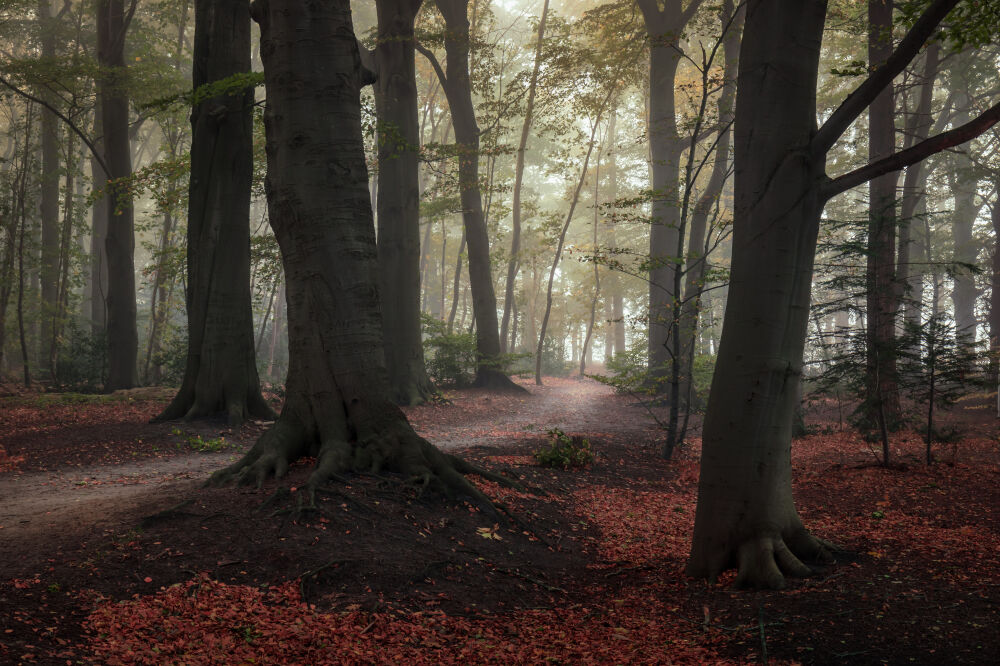 Sfeer in het bos