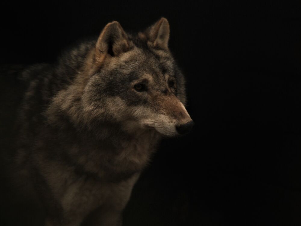 wolf