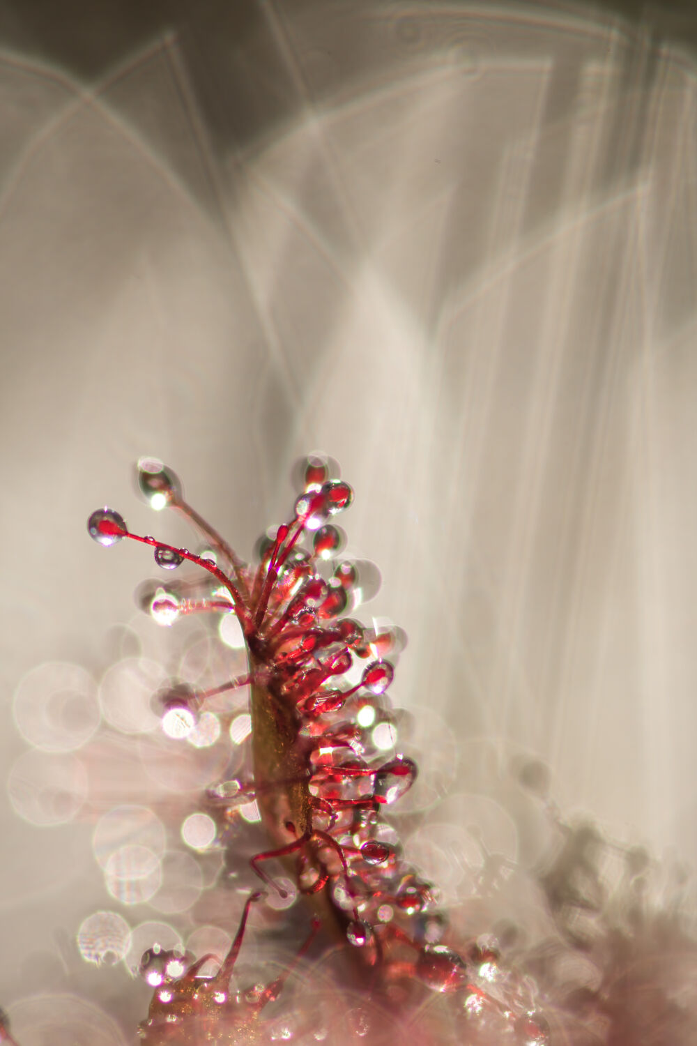 drosera intermedia,sundew