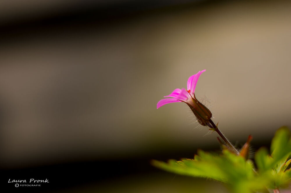 bloemen