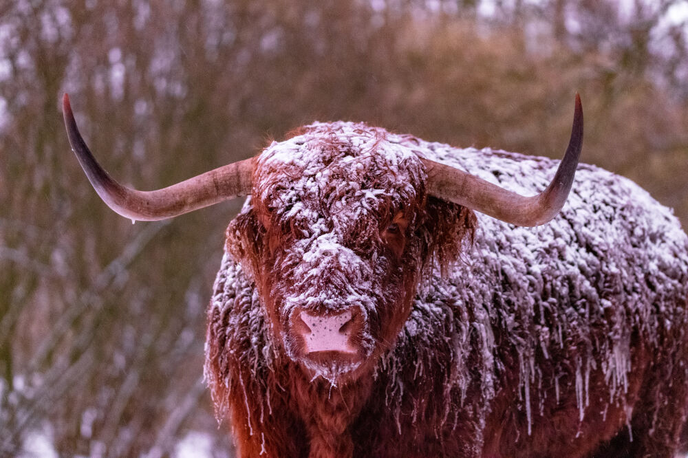 Schotse Hooglander II