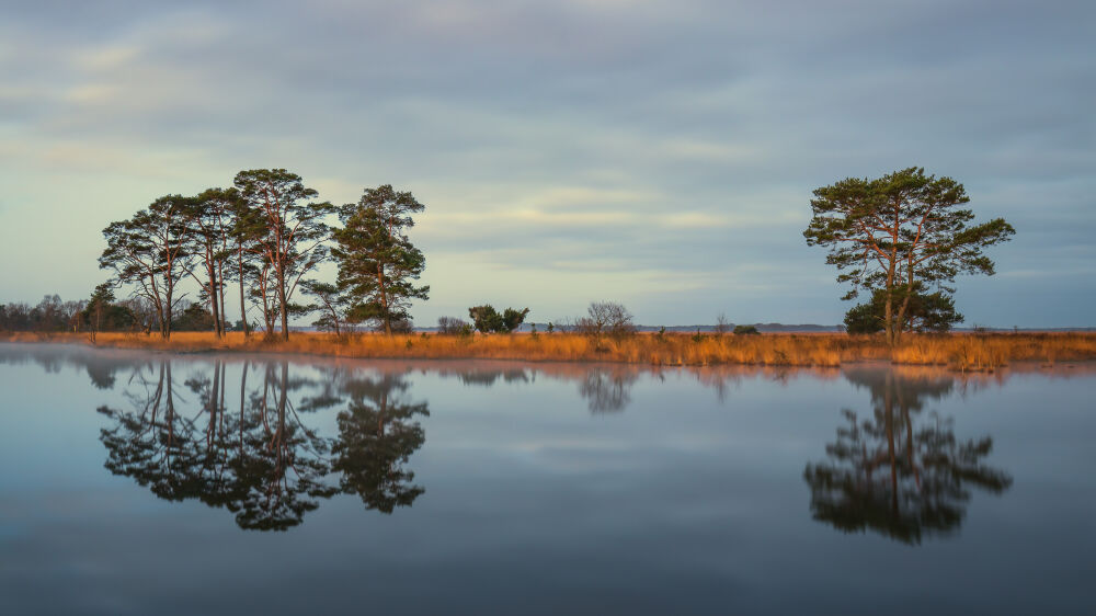 Bomen bij Holtveen Drenthe