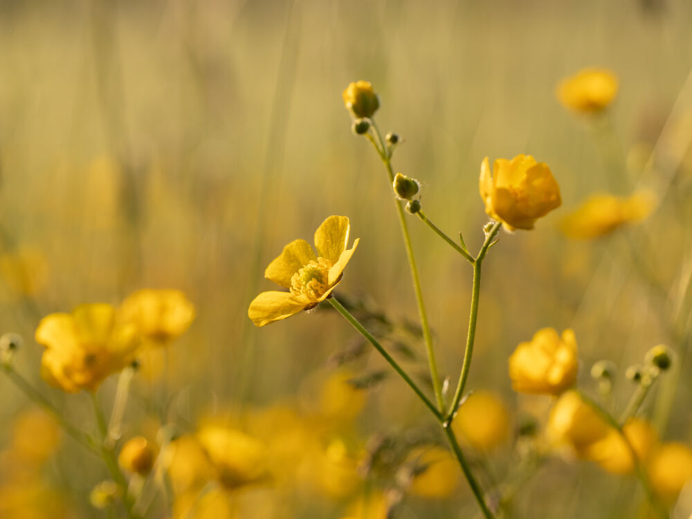 Boterbloem tijdens het gouden uurtje