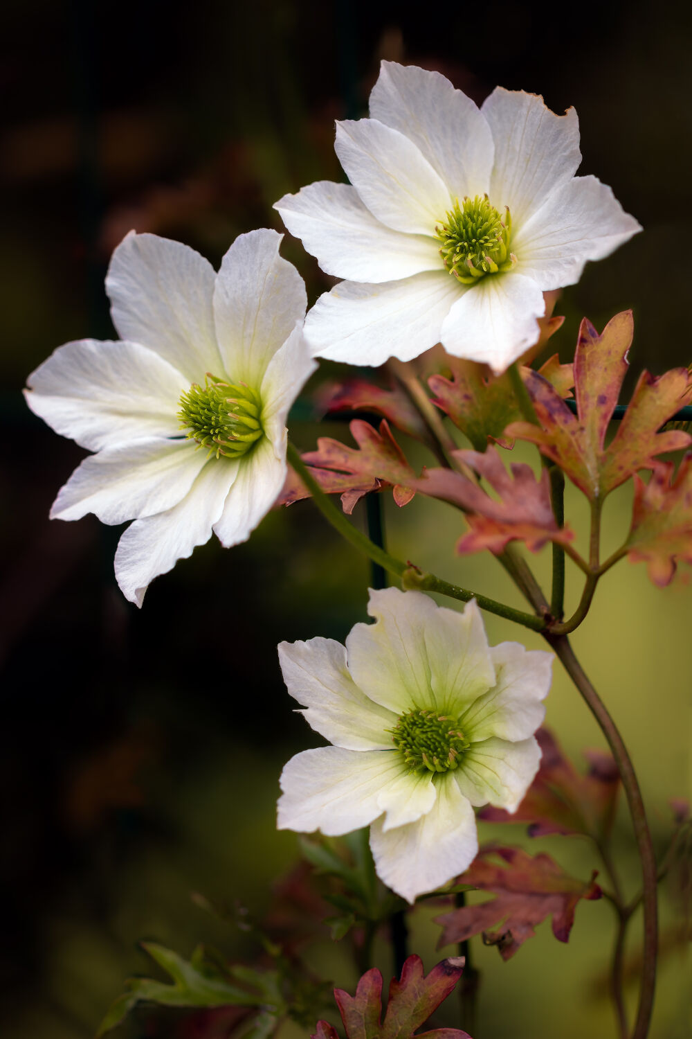 Witte Clematis