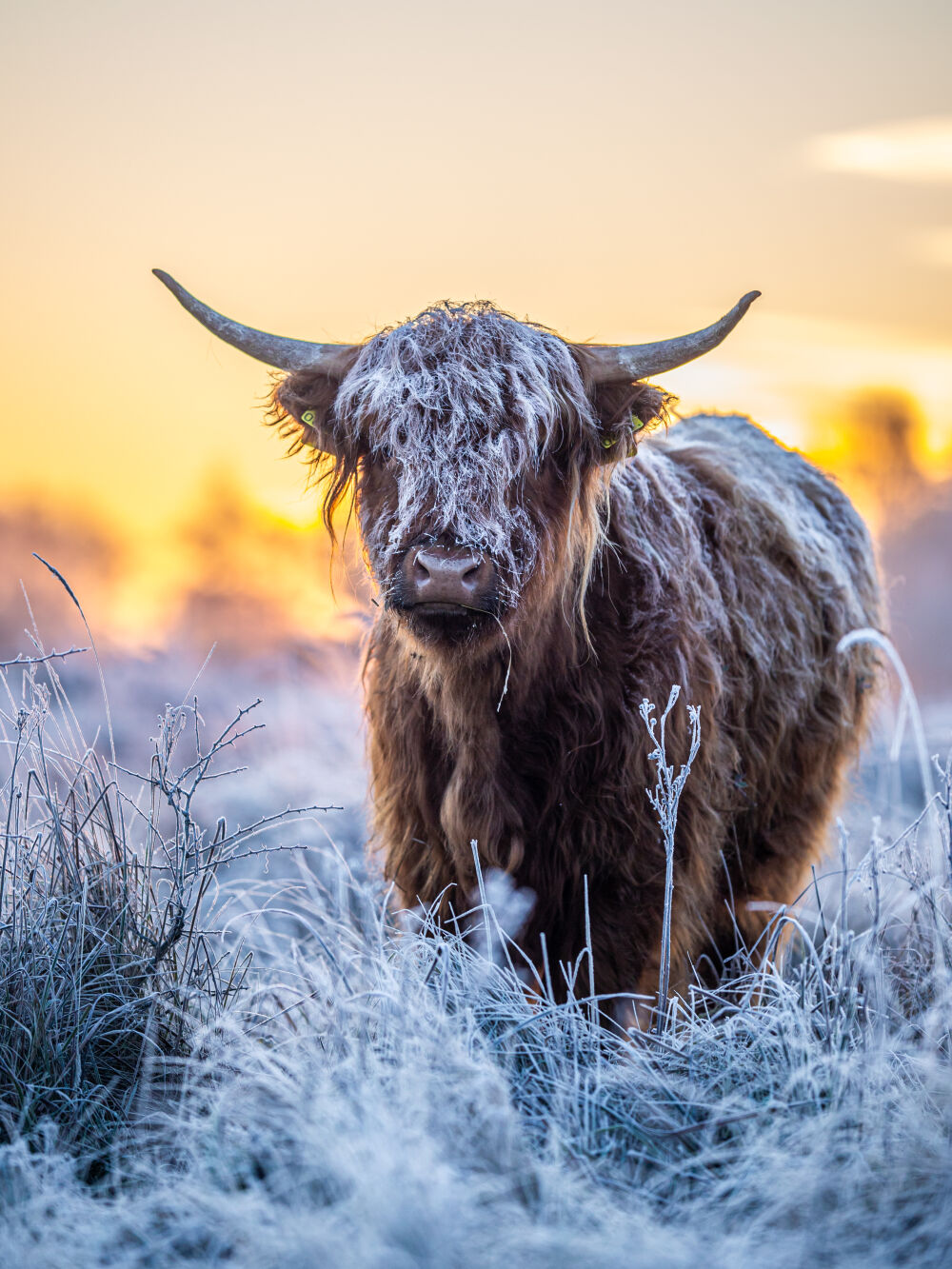 Schotse hoogland in de winter