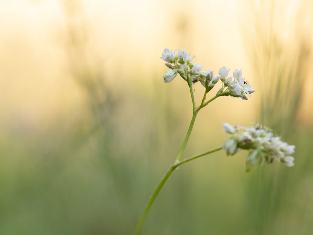 Bloem in het zachte licht