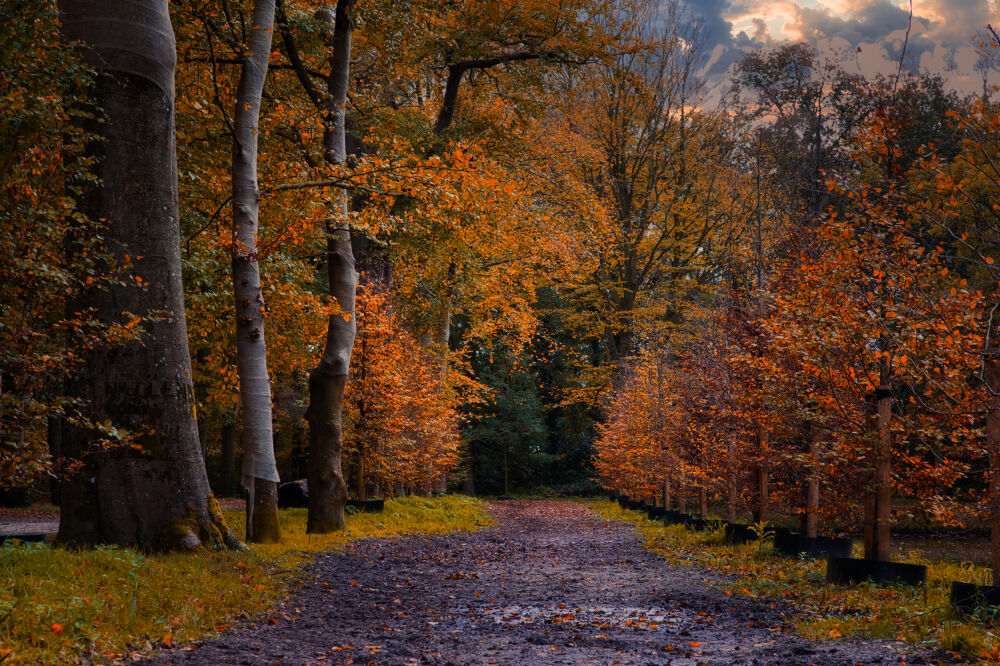 Herfst straat