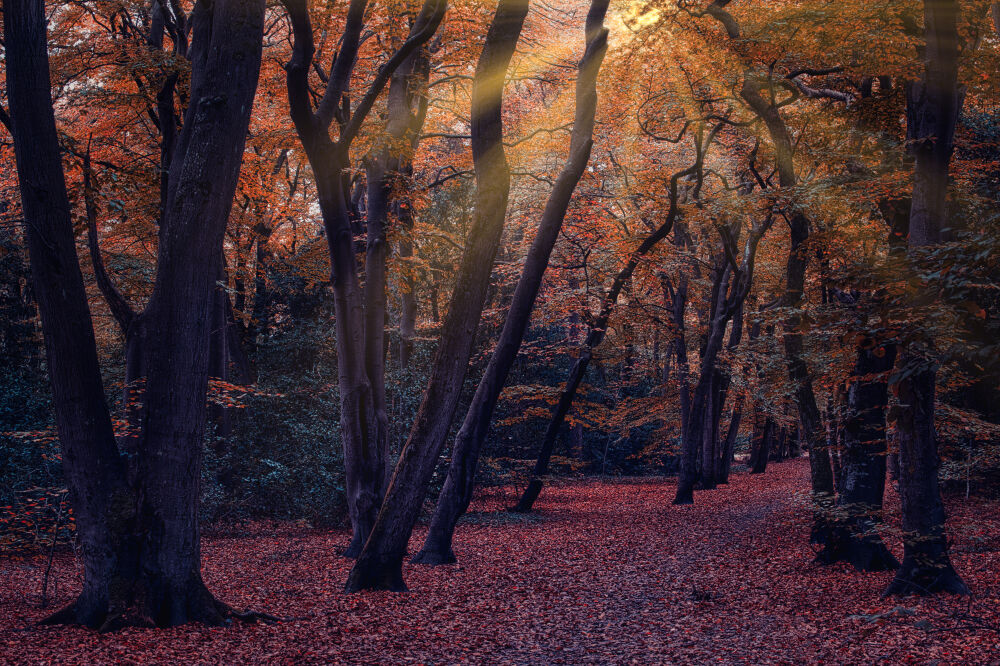 Herfst stralen in Bergen