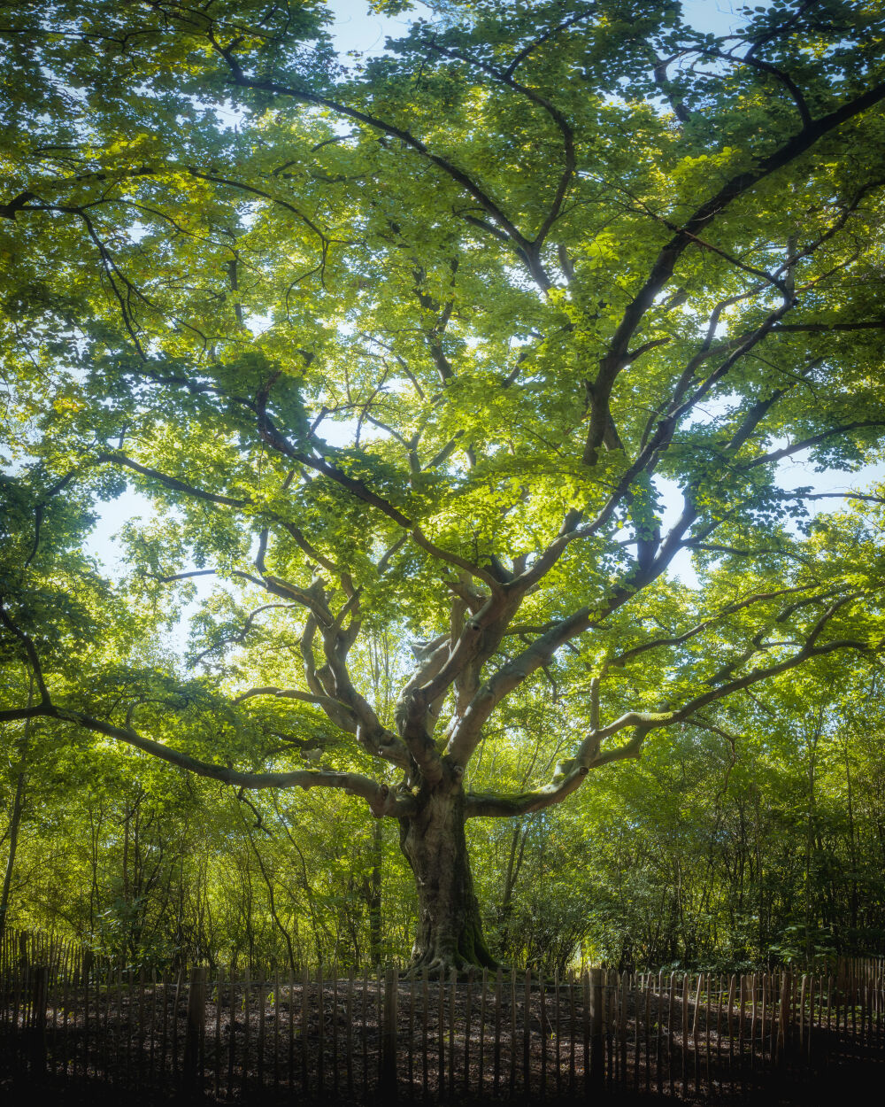 Heksenboom Bladel Groen