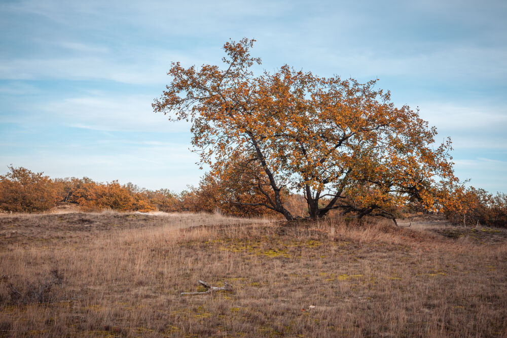 Drunense Duinen Blauwe Lucht Herfst