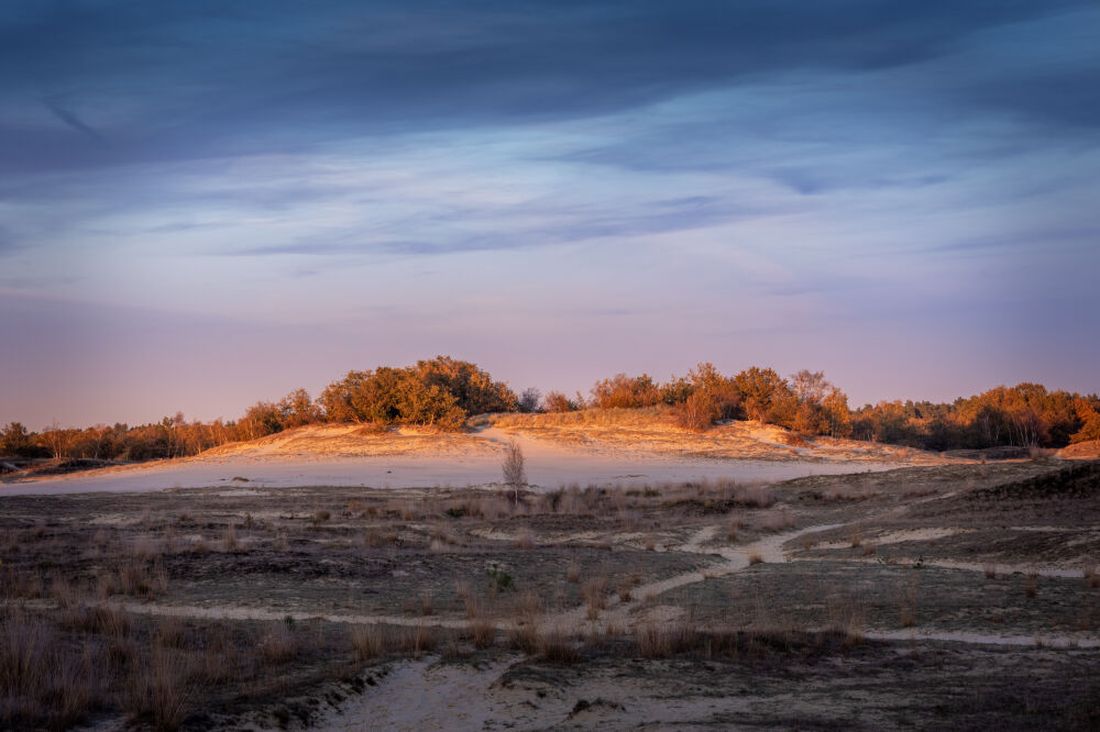 Berg in de Zon Drunense Duinen