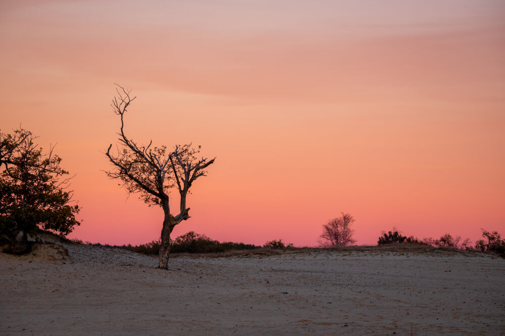 Drunense Duinen Rode Lucht