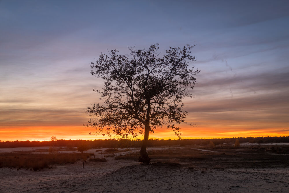 Boom Duinen Sunset