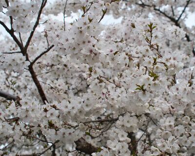 Witte japanse lente bloesem