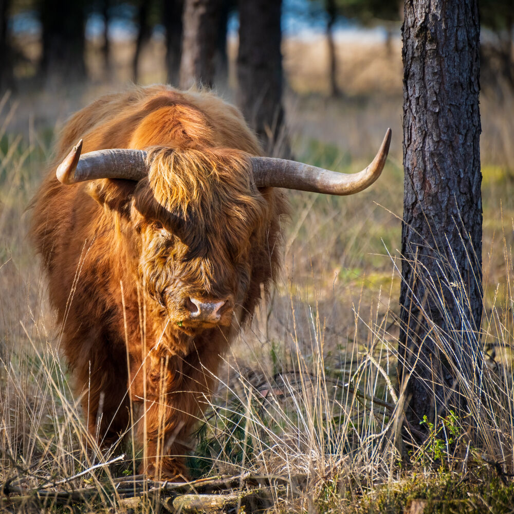 Schotse hooglander