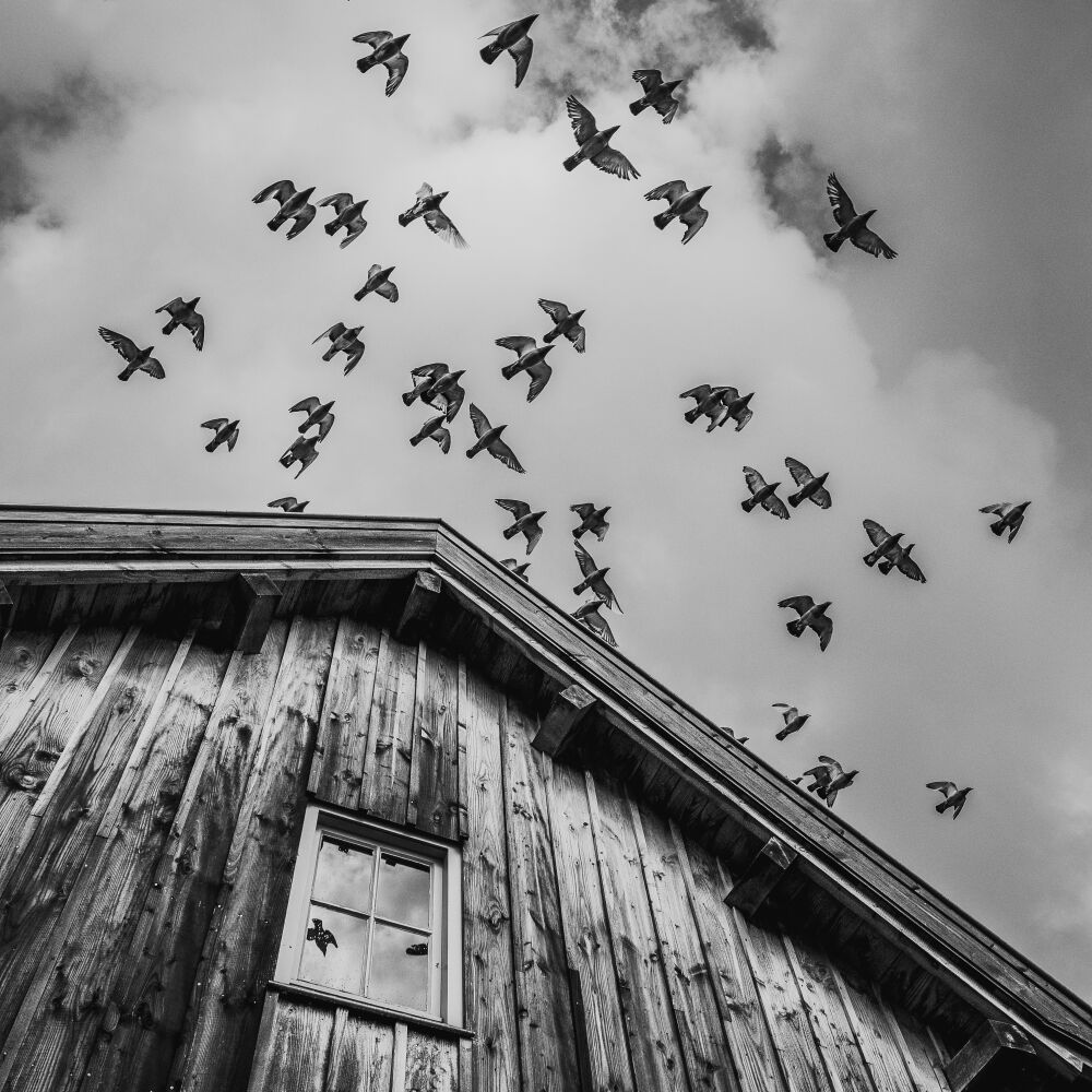 A flight of pigeons