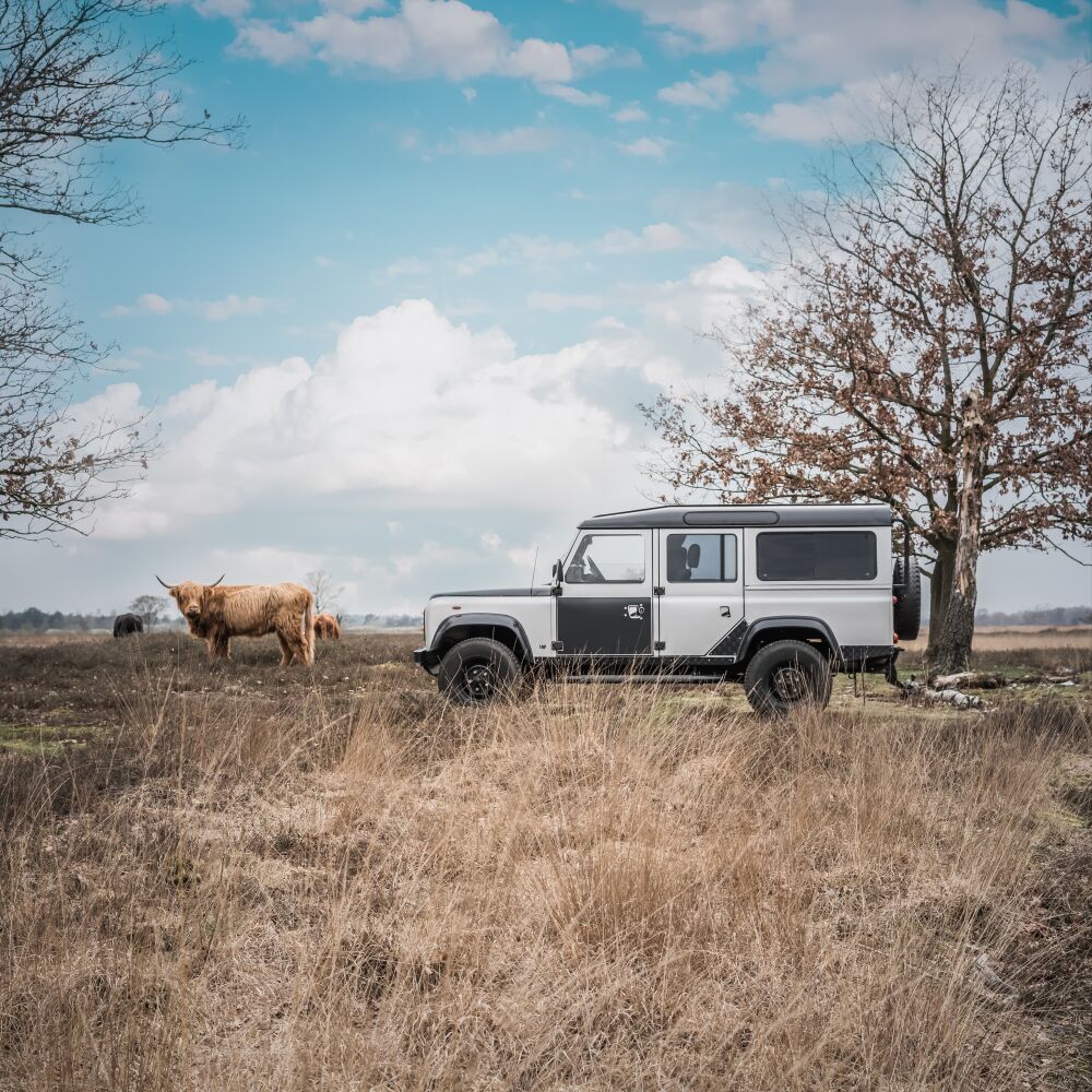 Cow meets Landrover