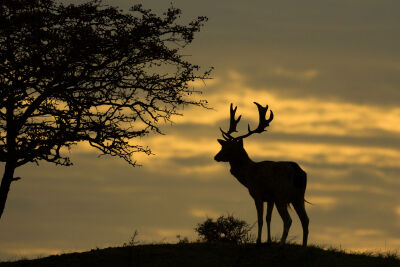 Deer sunset 2