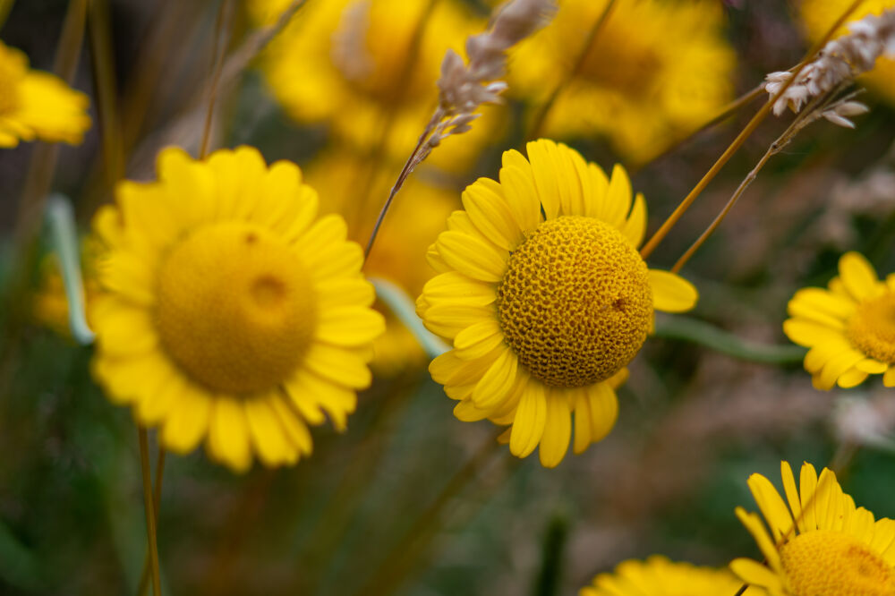 Zonnehoed bloemen