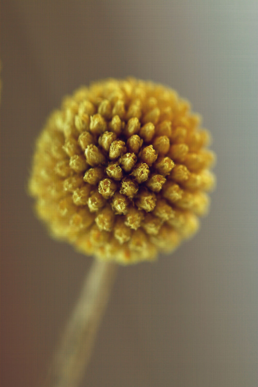 Macro Gele Bloem Drumstick