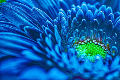 Digitale blauwe bloemkunst