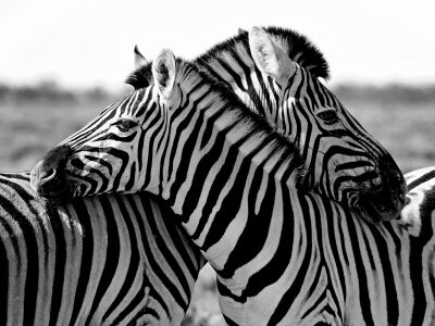 Knuffellende zebras