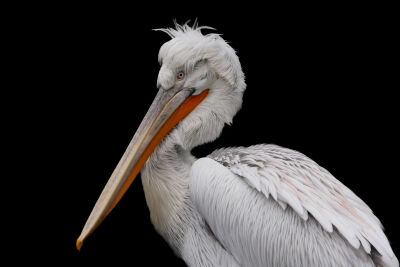 Kroeskop pelikaan pop-art