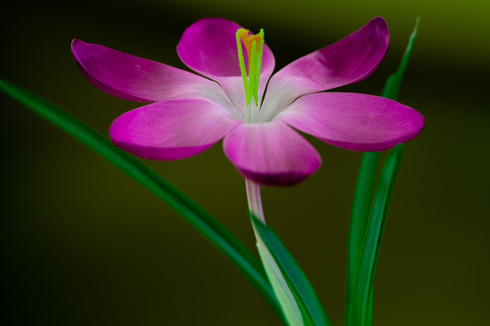 Lente bloemen kunst