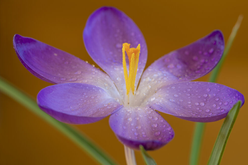 Frisse paarse bloeiende krokus bloem met een gekleurde achtergrond