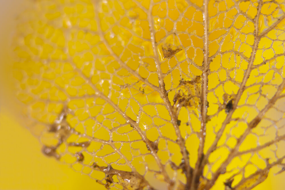 Kunst met zonnelicht en gouden bladnerven