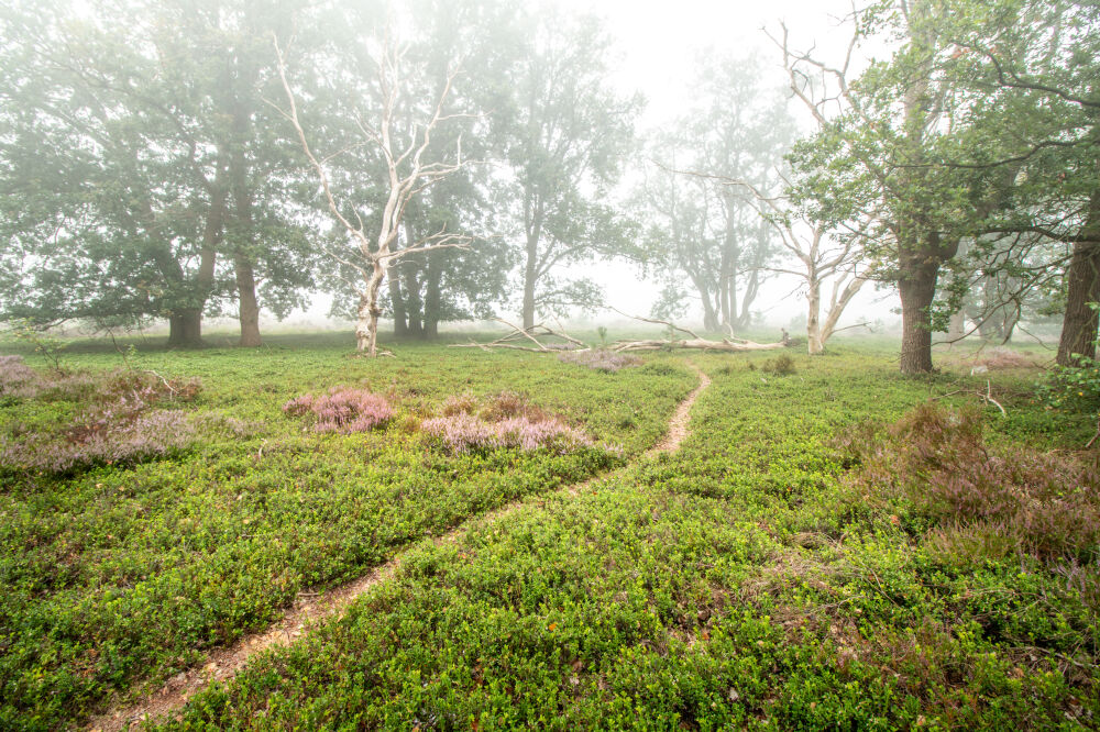 Landschap_012