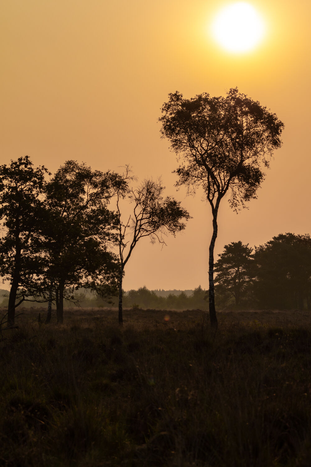 Landschap_009