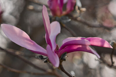 Prachtige roze magnolia in de bloei met een dromerige zachte bokeh achtergrond