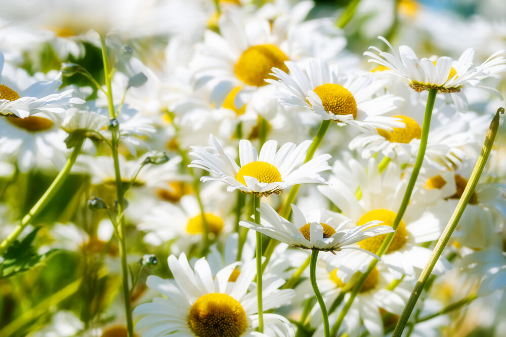 margrietjes 