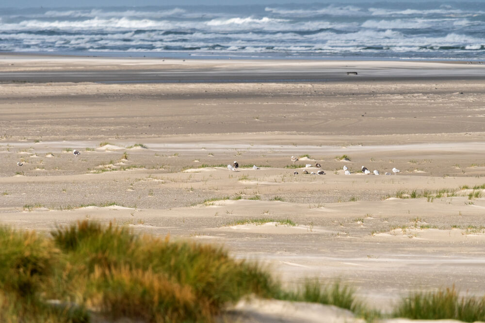 strand noordvaarder Terschelling 