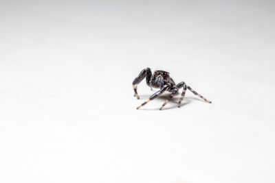 Spring spin op een witte achtergrond