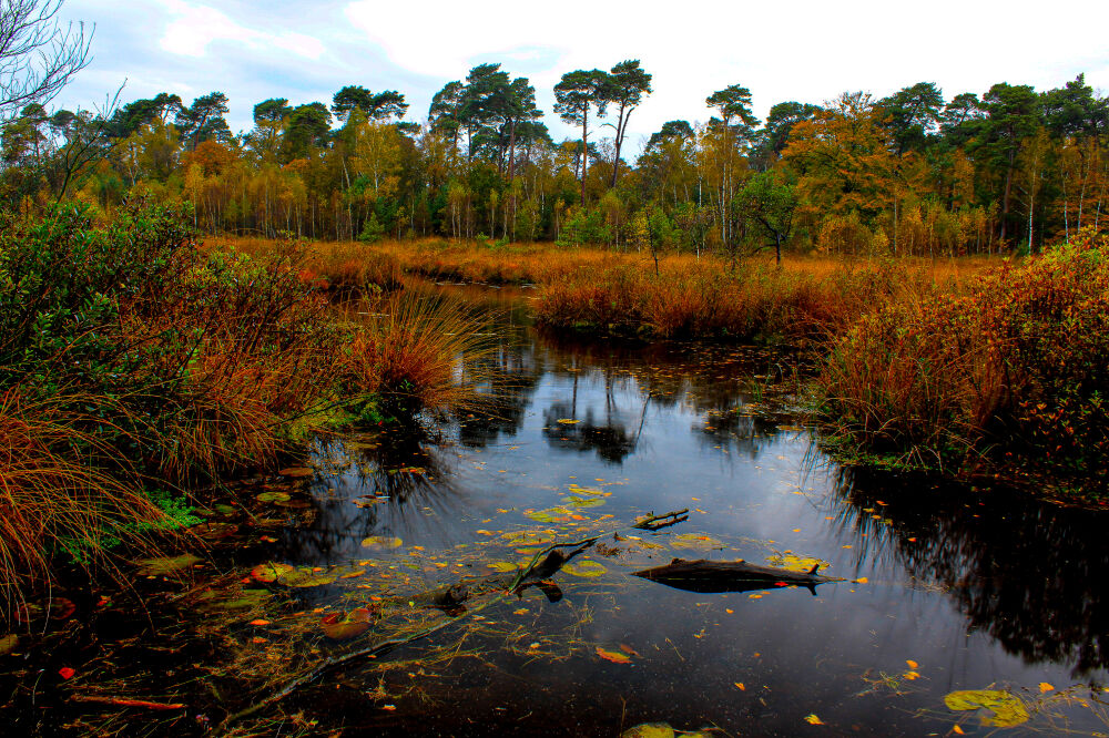 Natuur 