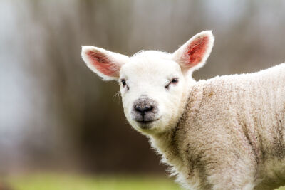 close up van een baby schaap