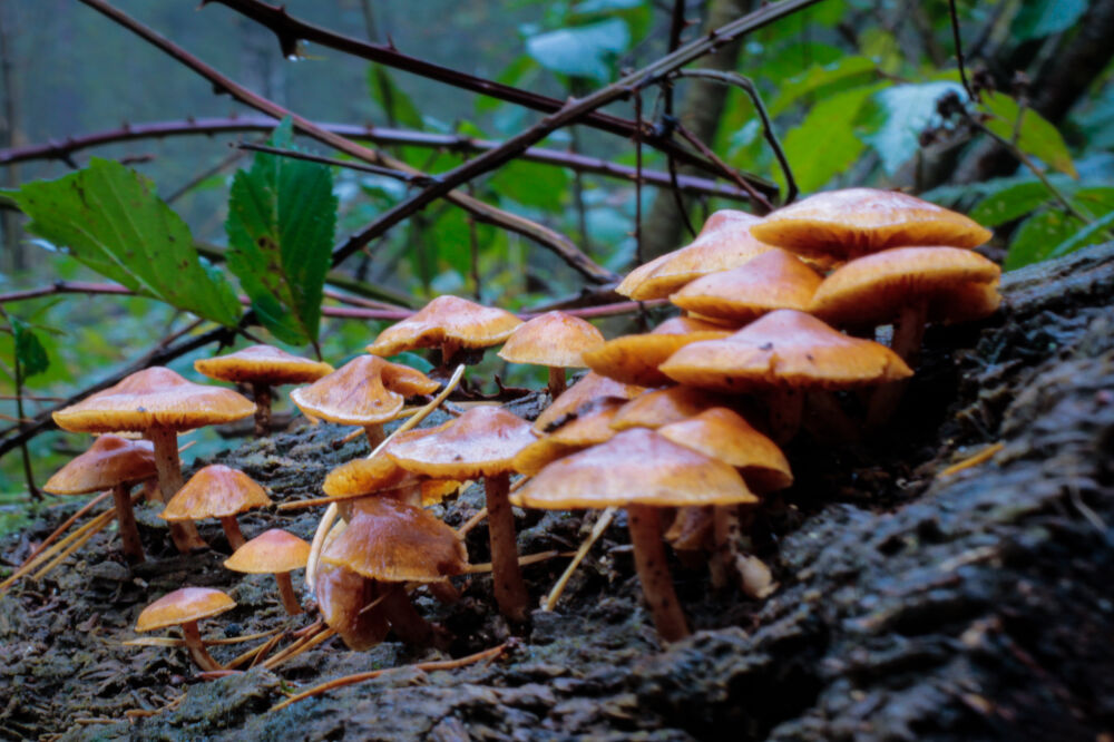 Paddestoelen op boomstam 