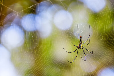 Spin in haar web en het is een golden orb-web spider