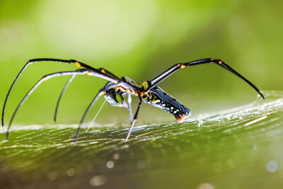 Spin met maal en een mug op de rug van de spin aan het eten van de spin