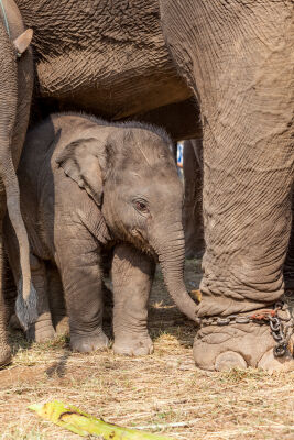 Baby olifant naast moeder olifant in een Tempel in Thailand