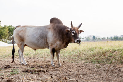 Een grote stier op het land met een ketting in zijn neusgaten
