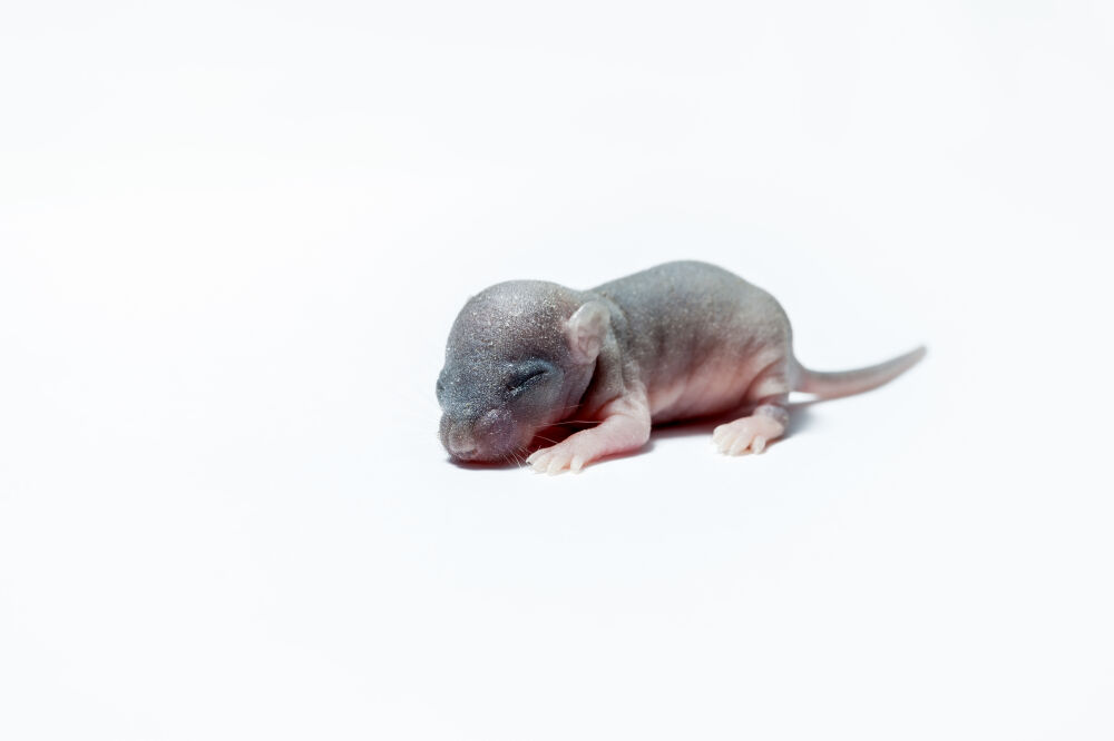 Baby muis op witte achtergrond