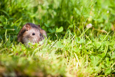 Rat in het gras
