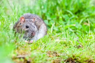 Rat in het gras