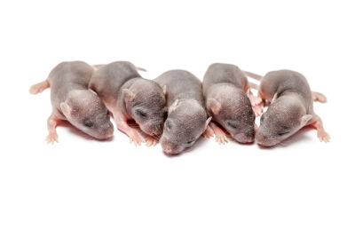 Baby muisjes op witte achtergrond