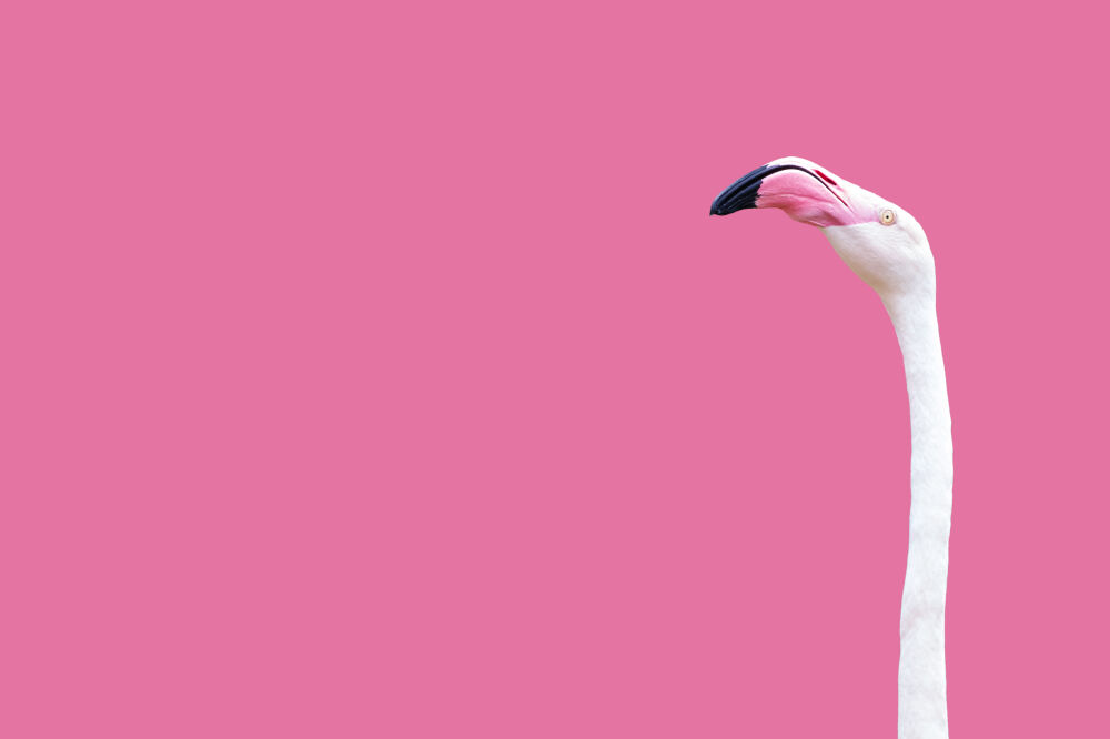 Flamingo op Pink