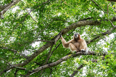 Gibbon in een boom aan het roepen